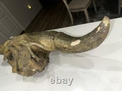 Ancient Bison Skull Cap Authentic Relic from Thousands of Years Ago