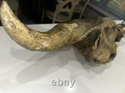 Ancient Bison Skull Cap Authentic Relic from Thousands of Years Ago