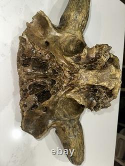 Ancient Bison Skull Cap Authentic Relic from Thousands of Years Ago