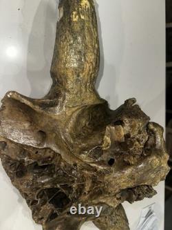Ancient Bison Skull Cap Authentic Relic from Thousands of Years Ago