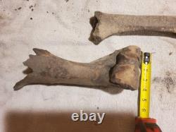 Articulated Bison Front Leg Bone Fossils
