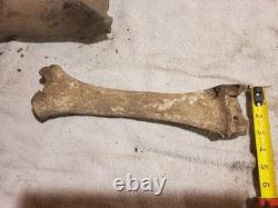 Articulated Bison Front Leg Bone Fossils