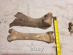 Articulated Bison Front Leg Bone Fossils