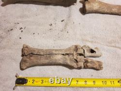 Articulated Bison Front Leg Bone Fossils