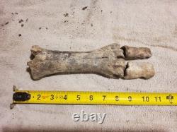 Articulated Bison Front Leg Bone Fossils