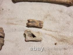 Articulated Bison Front Leg Bone Fossils