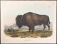 Audubon American Bison or Buffalo. 56, 1848 Quadruped FOLIO Colored Lithograph