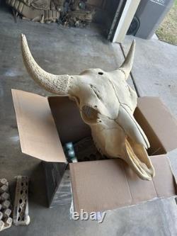 Authentic Bison Skull