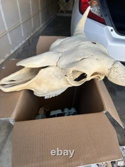 Authentic Bison Skull