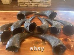 Authentic Buffalo/Bison Horn Caps. Big! (Crafts, decoration, or gift) Set Of 10