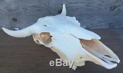 Authentic Cow Bison Buffalo Skull No Horn Caps