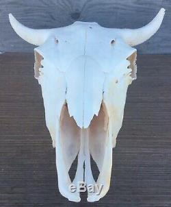 Authentic Cow Bison Buffalo Skull No Horn Caps