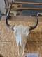 Authentic Rustic Bison / Buffalo Skull Wall Decor with Horns