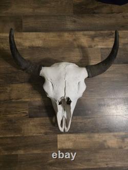 Authentic Rustic Bison / Buffalo Skull Wall Decor with Horns