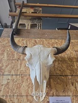 Authentic Rustic Bison / Buffalo Skull Wall Decor with Horns