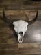 Authentic Rustic Bison / Buffalo Skull Wall Decor with Horns