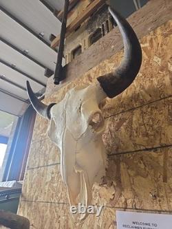 Authentic Rustic Bison / Buffalo Skull Wall Decor with Horns