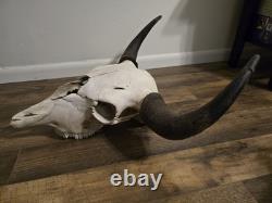 Authentic Rustic Bison / Buffalo Skull Wall Decor with Horns