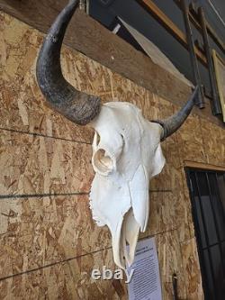 Authentic Rustic Bison / Buffalo Skull Wall Decor with Horns