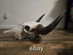 Authentic Rustic Bison / Buffalo Skull Wall Decor with Horns