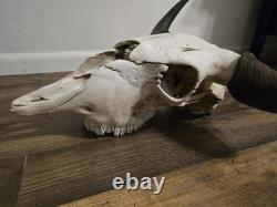 Authentic Rustic Bison / Buffalo Skull Wall Decor with Horns