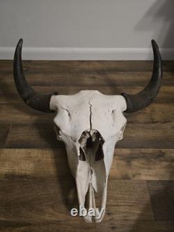 Authentic Rustic Bison / Buffalo Skull Wall Decor with Horns