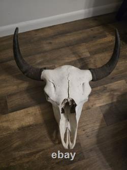 Authentic Rustic Bison / Buffalo Skull Wall Decor with Horns