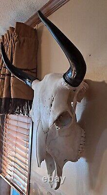 BEAUTIFUL REAL BISON HEAD WITH HORNS LAST ONE! For Now