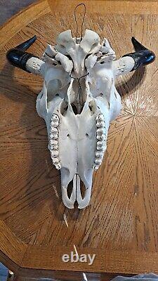 BEAUTIFUL REAL BISON HEAD WITH HORNS LAST ONE! For Now