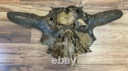 BISON ANTIQUUS SKULL CAP Likely Late Pleistocene or Early Holocene Fossil