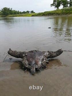 BISON ANTIQUUS SKULL CAP Likely Late Pleistocene or Early Holocene Fossil