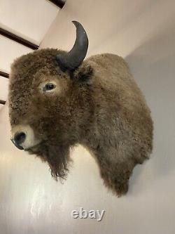 BISON/BUFFALO Shoulder Mount