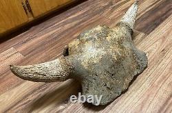 BISON SKULL CAP Historic American Bison