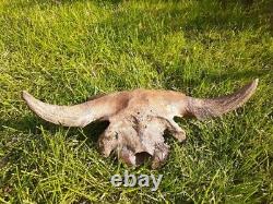 BISON SKULL CAP Historic FEMALE BISON HORN