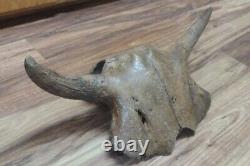 BISON SKULL CAP Historic FEMALE BISON HORN