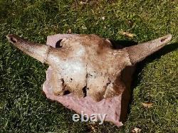 BISON SKULL CAP historic Horn buffalo