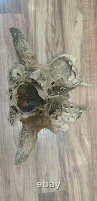 BISON SKULL CAP historic Horn buffalo