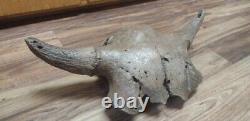 BISON SKULL CAP historic Horn buffalo