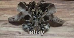 BISON SKULL CAP historic Horn buffalo