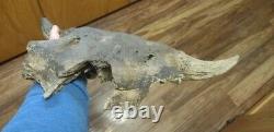 BISON SKULL CAP historic Horn buffalo