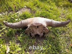 BISON SKULL CAP historic Horn buffalo
