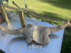 BISON SKULL Cap Approximately 32in wide tip to tip