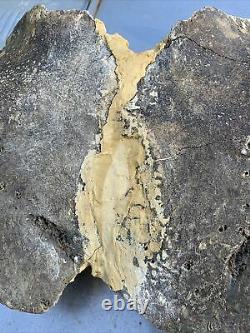 BISON SKULL Cap Approximately 32in wide tip to tip