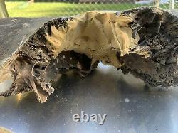 BISON SKULL Cap Approximately 32in wide tip to tip