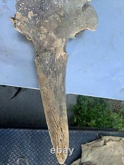 BISON SKULL Cap Approximately 32in wide tip to tip