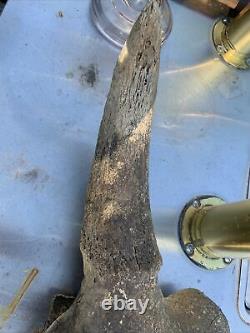 BISON SKULL Cap Approximately 32in wide tip to tip