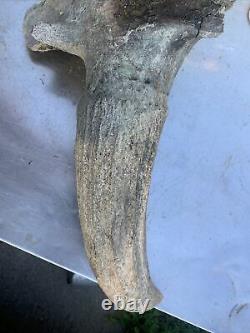 BISON SKULL Cap Approximately 32in wide tip to tip