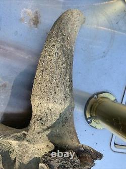 BISON SKULL Cap Approximately 32in wide tip to tip