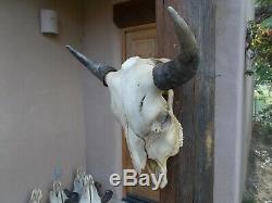 BUFFALO SKULL 22 1/2 INCH wide BULL AMERICAN BISON MOUNTED a new HEAD HORN
