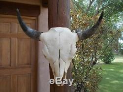 BUFFALO SKULL 22 1/2 INCH wide BULL AMERICAN BISON MOUNTED new HEAD HORN